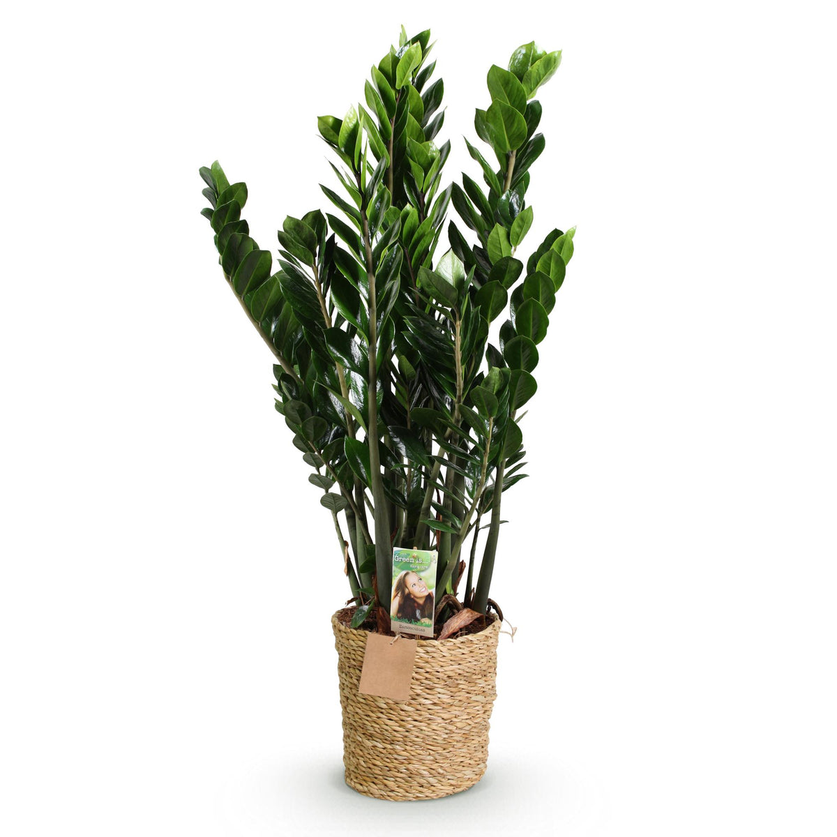 Zamioculcas - ZZ-plant met mand, kenmerkend blad