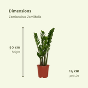 2x Zamioculcas Zamiifolia - Emerald palm