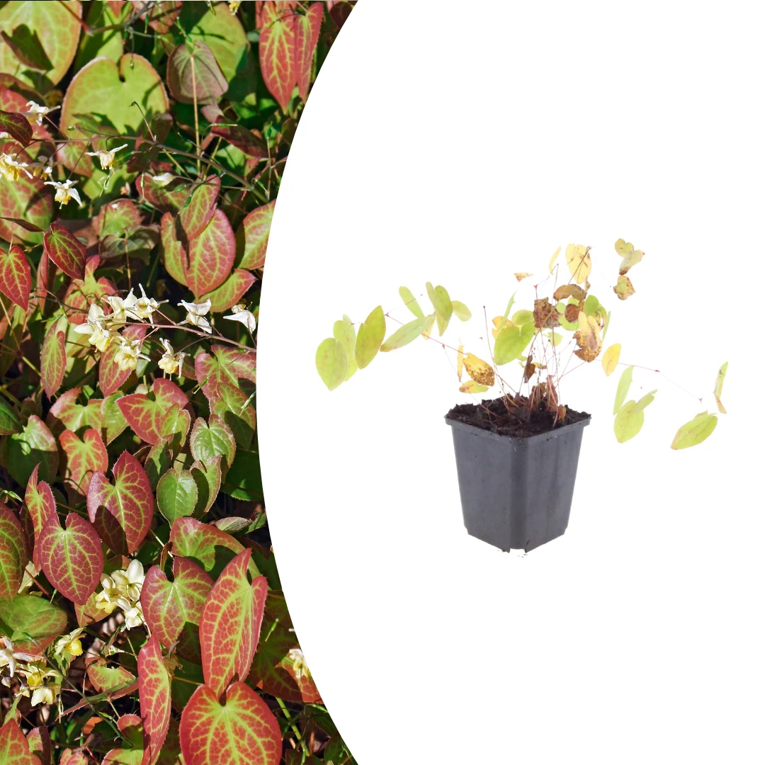 Epimedium y. 'Niveum', plant in pot