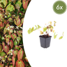 Epimedium y. 'Niveum'