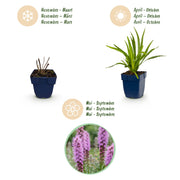 Liatris spicata - Lampenkruid - Paars - 12 Planten