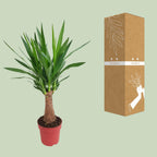 Detailfoto van Yucca Maya Tree 30stam