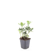 24x Pachysandra term. &