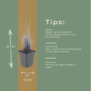 Calamagrostis brachytricha
