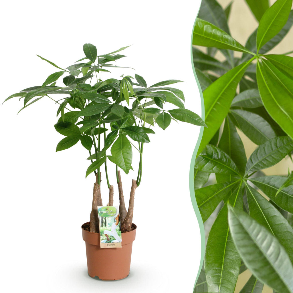 Pachira Aquatica multi stam, plant in pot