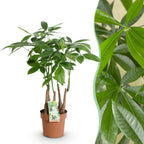 Pachira Aquatica multi stam, plant in pot