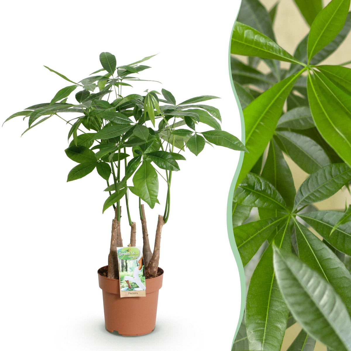 Pachira Aquatica multi stam, plant in pot