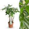 Pachira Aquatica multi stam