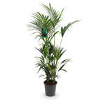 Howea Forsteriana, kenmerkend blad