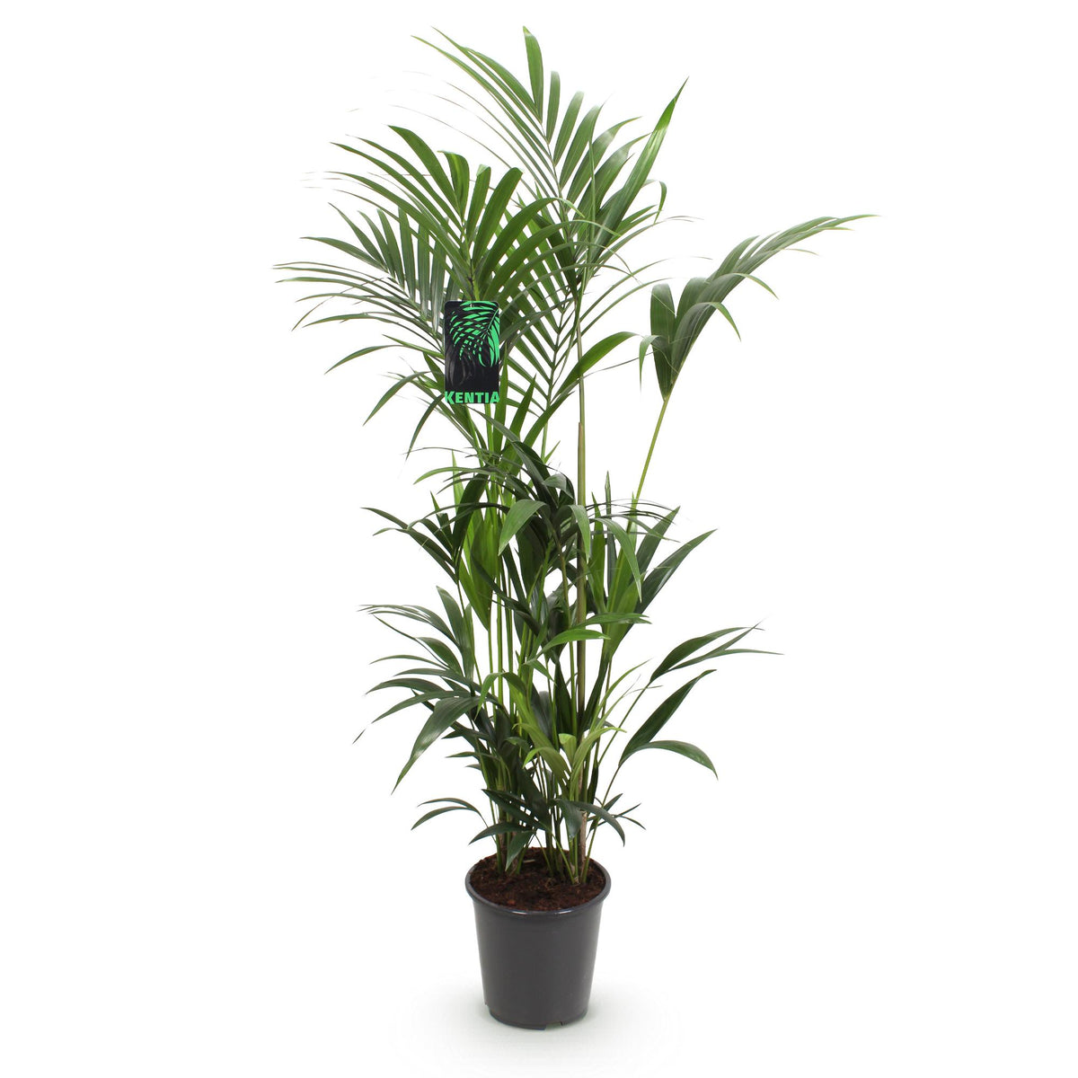 Howea Forsteriana, kenmerkend blad