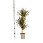 Dracaena Marginata Magenta, detail van het blad