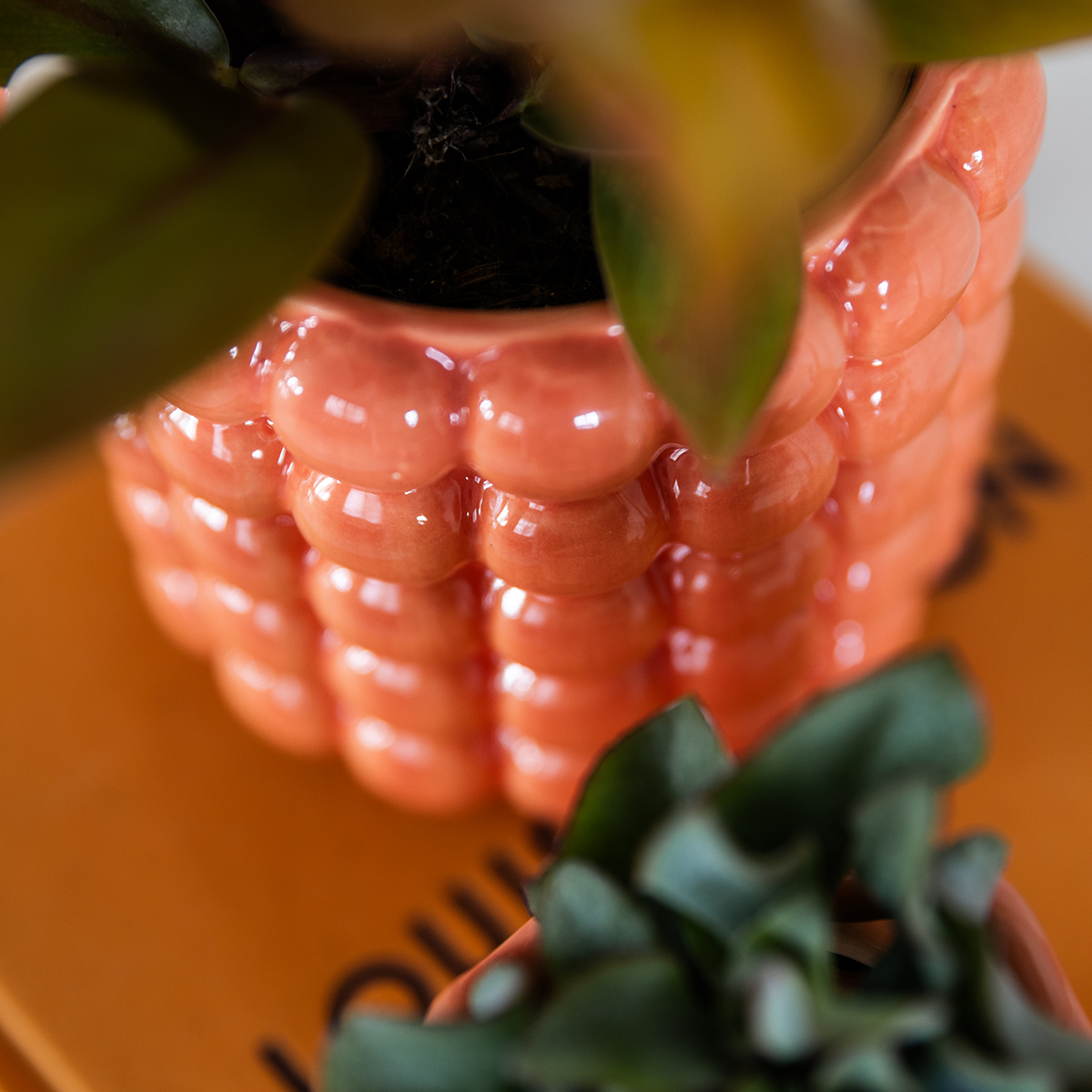 Oranje orchidee Grosetto met sierpot, vers van de kweker, detail van het blad