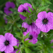 Geranium macr. &