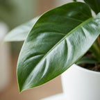Philodendron Imperial Green met witte pot, groene bladeren