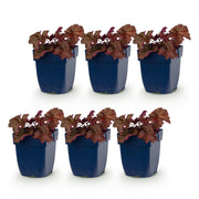 Heuchera micr. Palace Purple - Purperklokje - Schaduw - Paars - 6 Planten