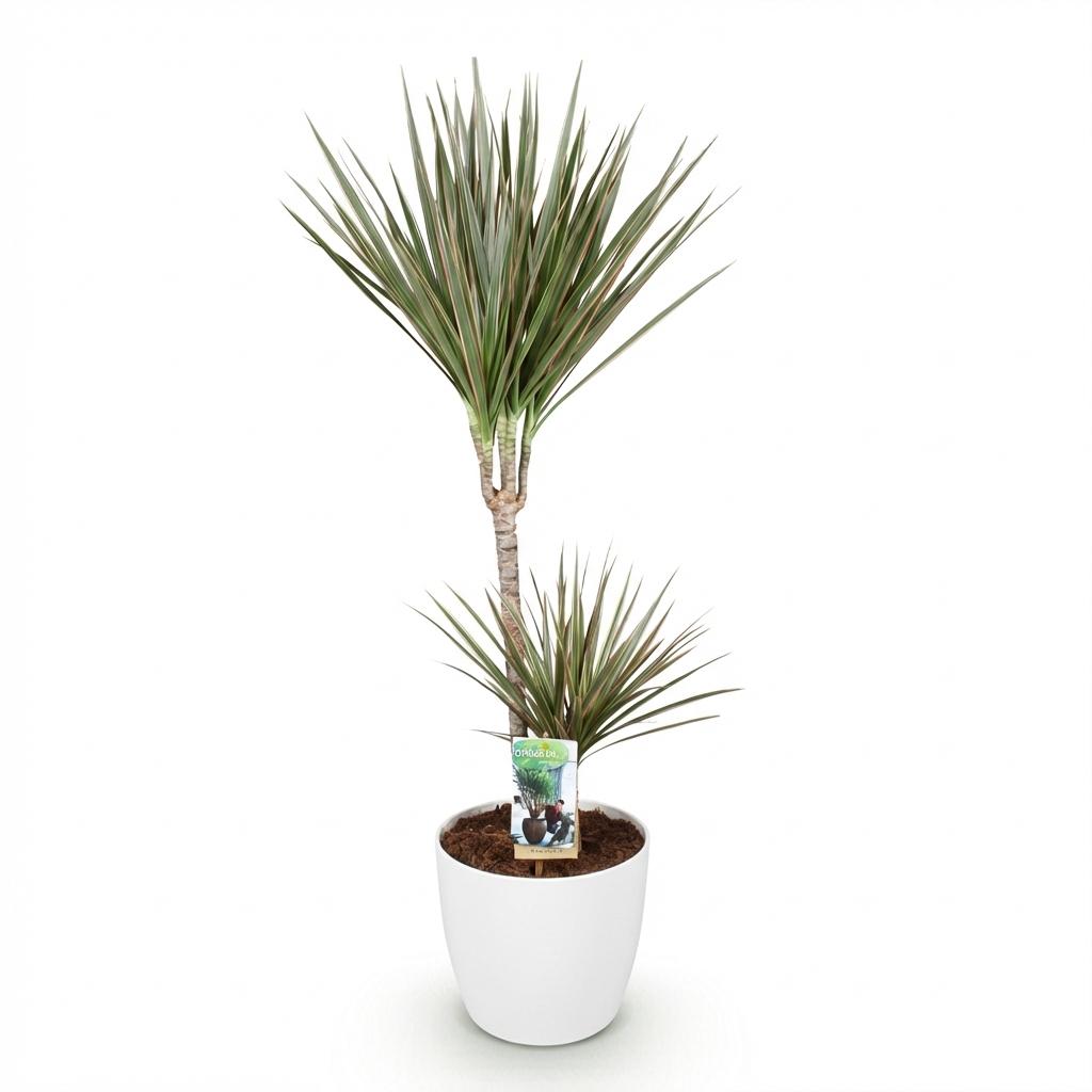 Dracaena Marginata Bicolor, groene bladeren