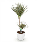 Dracaena Marginata Bicolor, groene bladeren