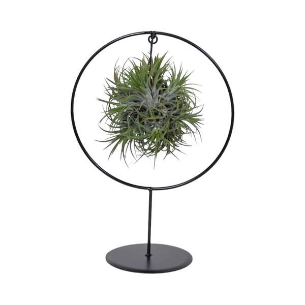 Tillandsia Ring Mix (Medium), plant in pot