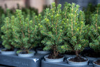 Detailfoto van 3x Mini-kerstboom - Picea Glauca Perfecta