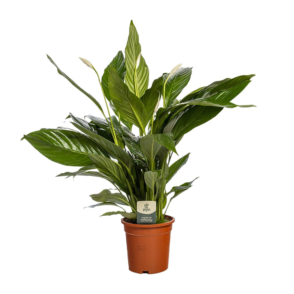Productfoto van Spathiphyllum 'Bingo Cupido', vredeslelie, 80 cm hoog