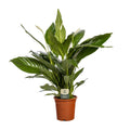 Productfoto van Spathiphyllum 'Bingo Cupido', vredeslelie, 80 cm hoog