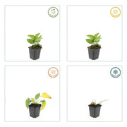 24x Rudbeckia fulgida &