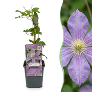 Clematis &