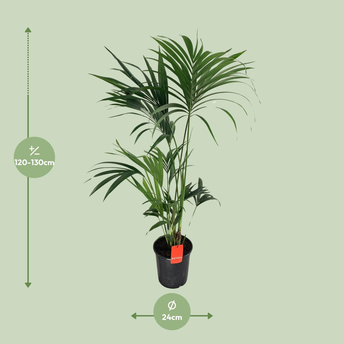 Howea Forsteriana, kenmerkend blad