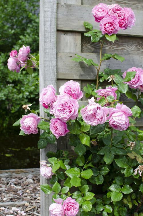 Productfoto van 3x - Rosa mix