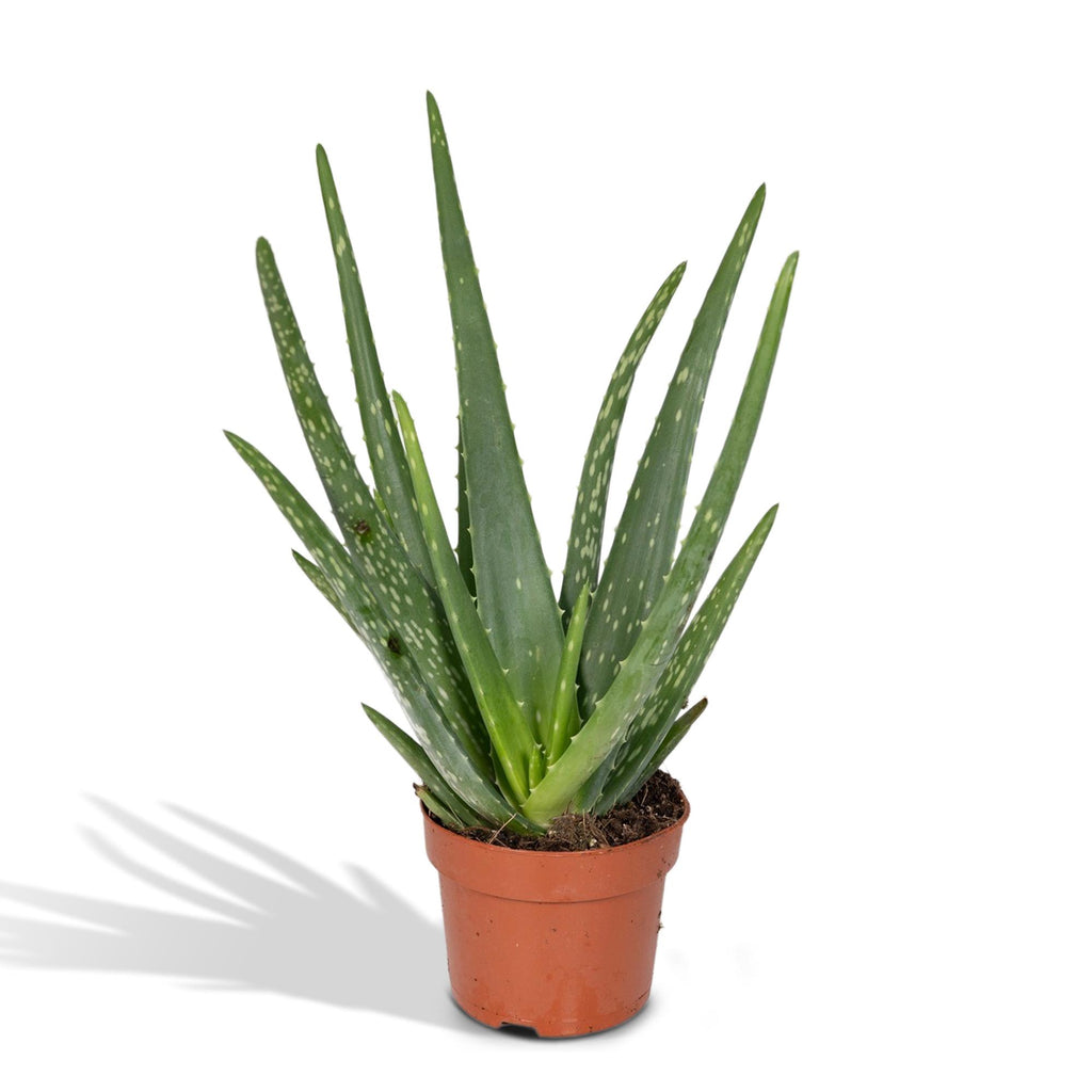 Aloe vera, plant in pot
