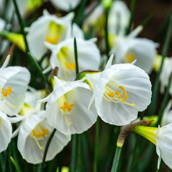 Narcis &