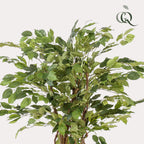 kunstplant - Ficus liana  - Vioolbladplant, detail van het blad
