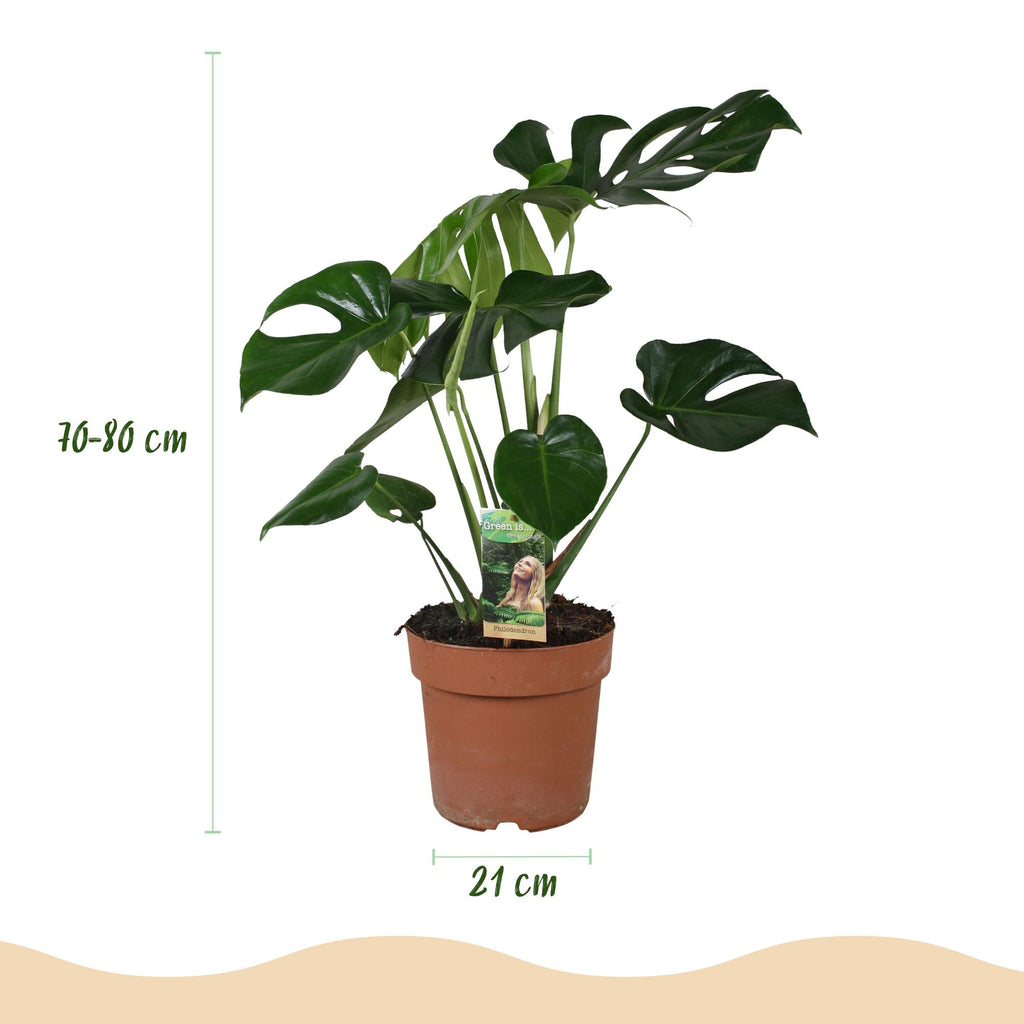 Monstera Deliciosa, kenmerkend blad