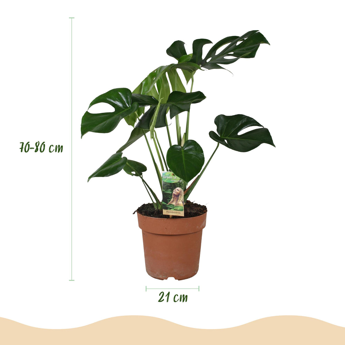 Monstera Deliciosa, kenmerkend blad