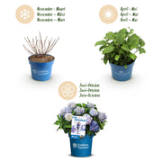 Hortensia Endless Summer The Original Blue