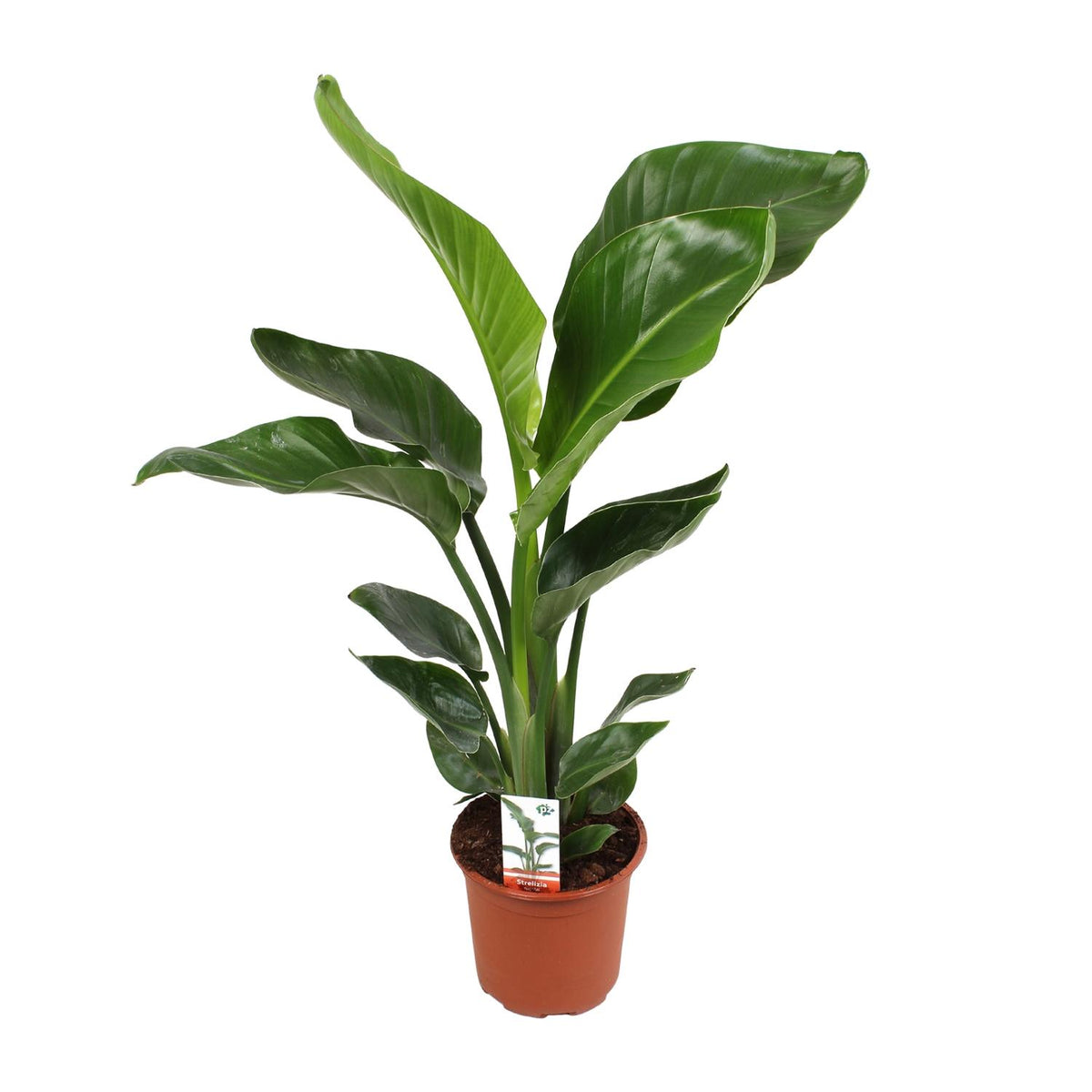 Strelitzia Nicolai, detail van het blad