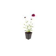 Knautia macedonica