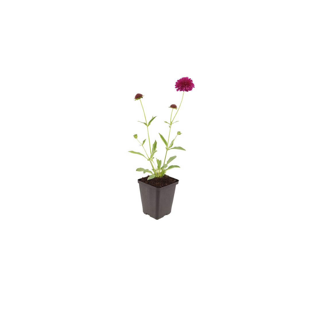 Knautia macedonica, groene bladeren