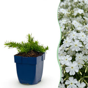 3x Vlambloem Maischnee
