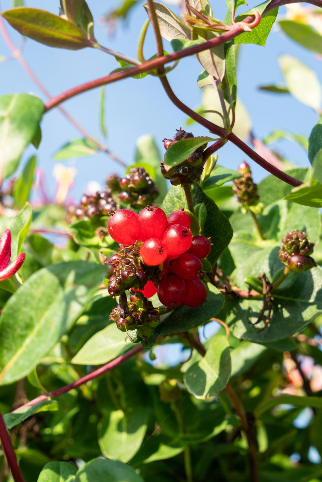 Productafbeelding van Pureplant