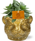Productfoto van Senecio Cephalophorus