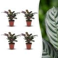 Ctenanthe Burle Marxii - Visgraatplant - 4 Planten, plant in pot