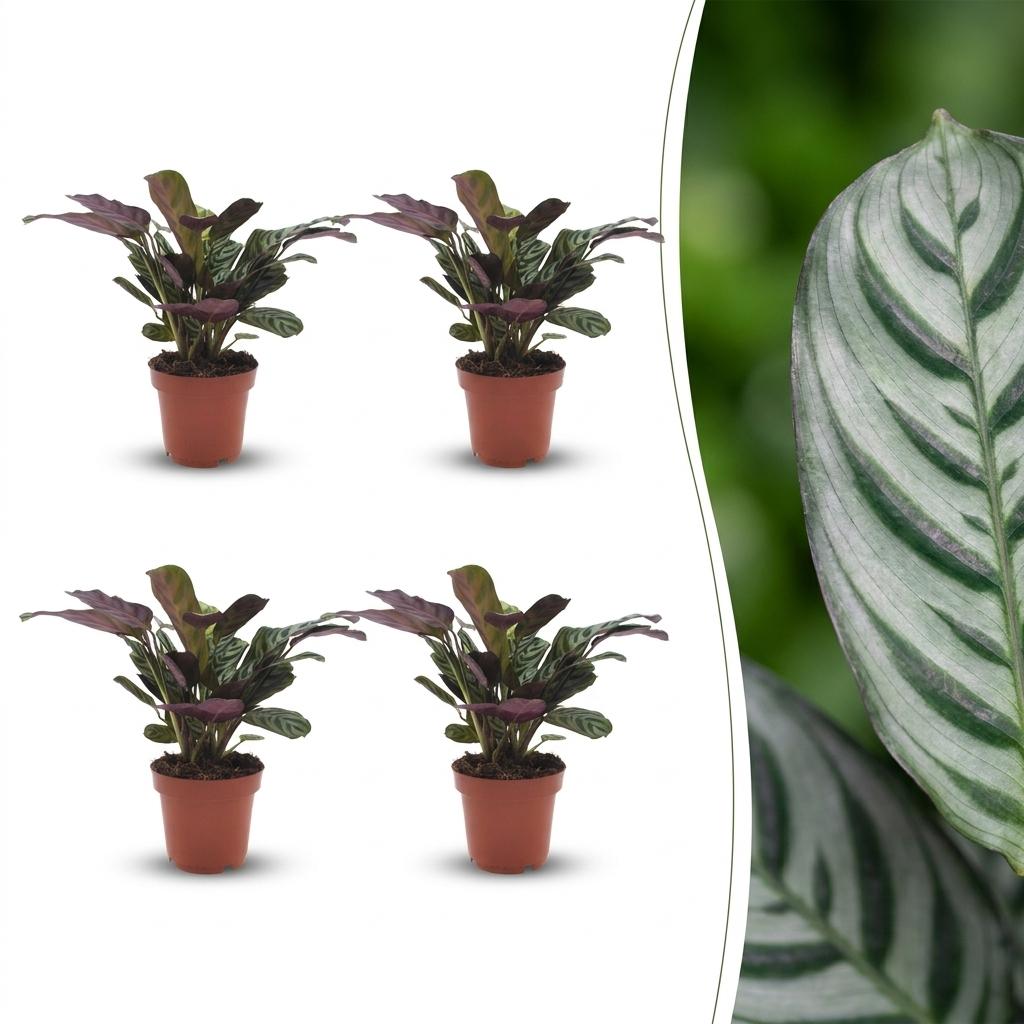 Ctenanthe Burle Marxii - Visgraatplant - 4 Planten, plant in pot