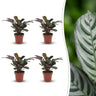 Ctenanthe Burle Marxii - Visgraatplant - 4 Planten