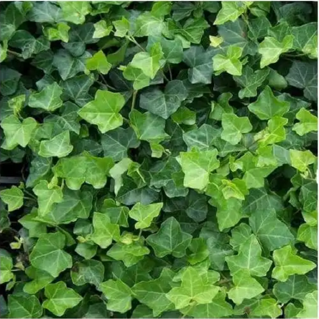 Hedera – 6 Pluggen | Groeien & Geniet van Bedekking, groene bladeren