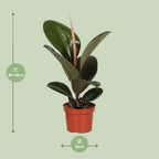 Productafbeelding van Pureplant