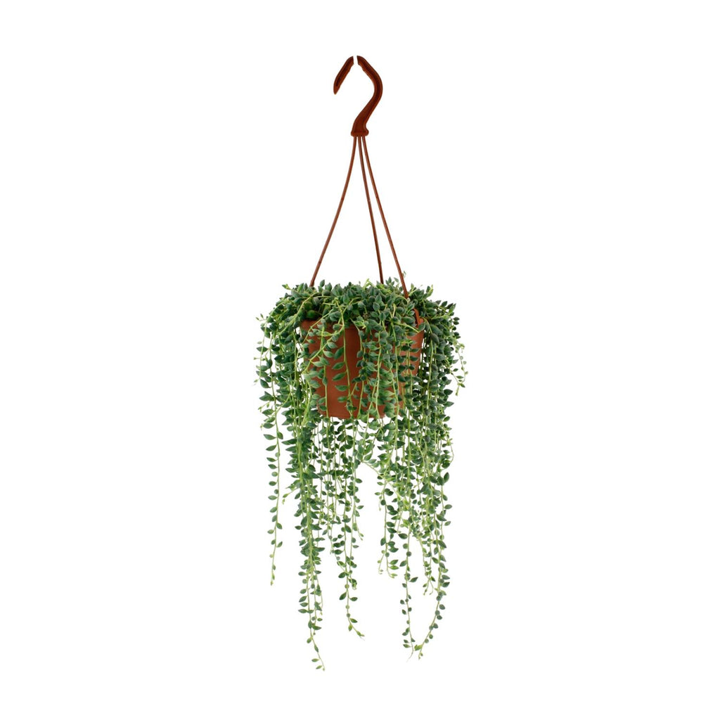 Productfoto van Senecio Herreianus