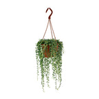 Productfoto van Senecio Herreianus