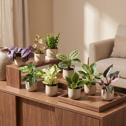9x Baby Plants Surprise Box - Verrassingsbox kleine planten - Diversen - Tropisch - Ø6cm - ↕5-15cm, kenmerkend blad
