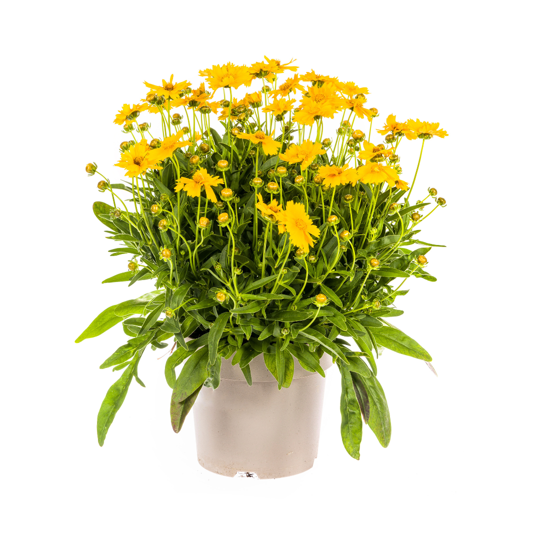 Coreopsis Grandiflora, detail van het blad